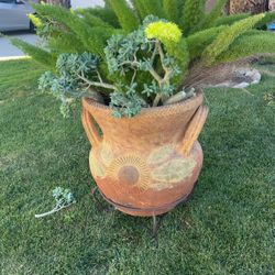 Potted Fox Tail Fern And Succulent 