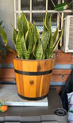 Sansevieria plant
