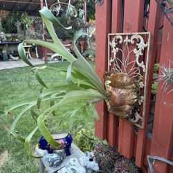 Staghorn Fern On Decorative Iron