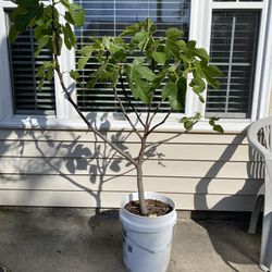 Fig Tree 5 Gallon