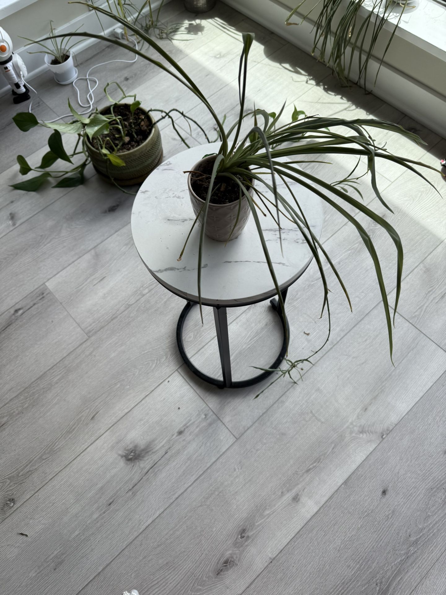 Spider Plant in Blush Ceramic Pot – $10