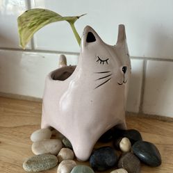 Marble Queen Pothos With Cute Pink Cat Flowers Pot