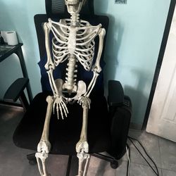 Skeleton for sale