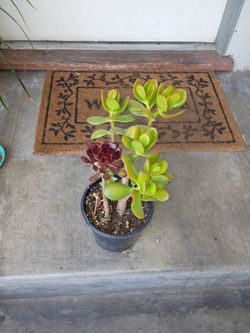 Succulent