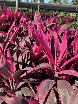 Exotic red lipstick plants for your landscaping needs for sale with installation