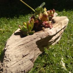 Hand Made California Driftwood Planter Succulents