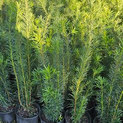 Podocarpus 4 Metal Instant Privacy Hedge Tall Instant Privacy Hedge Full Green Fertilize Wide Ready For Planting Same Day Transportation