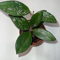 Hoya Carnosa Splash