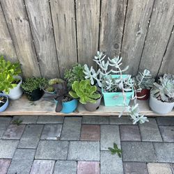 Succulents 