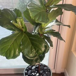 Potted 4 Foot Fiddle Fig Tree With Rocks 