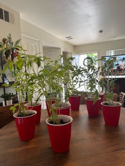 Tomato plant Roma   🌱