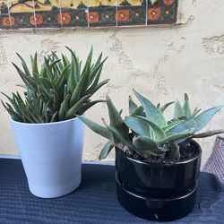 2 nice succulebts in ceramic pots
