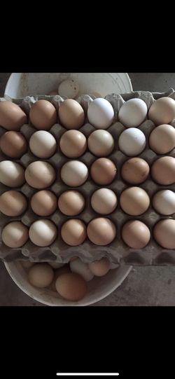 Huevos de Rancho/ Organic Eggs