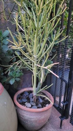 6'H Firestick Cactus Plant Tree In a Nice Round Ceramic Pot