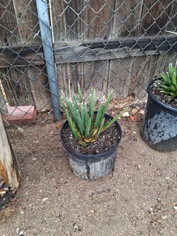 Agave Victoria regional