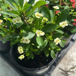 Mini Crown Of Thorns 