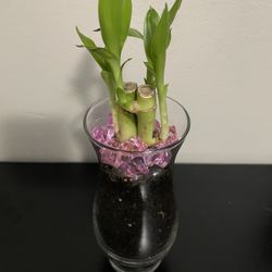 Lucky Bamboo