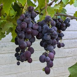 Kyoho Grape Vine 巨峰葡萄