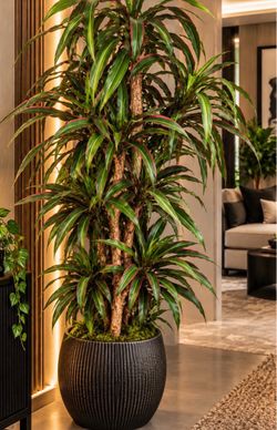 Large Dracaena Plant in Black Ribbed Pot