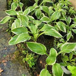 Potted Plants-Hostas, Rise of Sharon, Iris, etc.