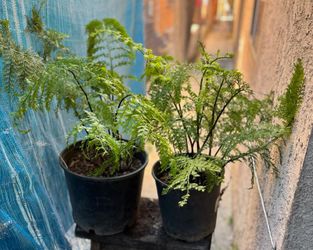 Fern Plants.  Plantas de elechos