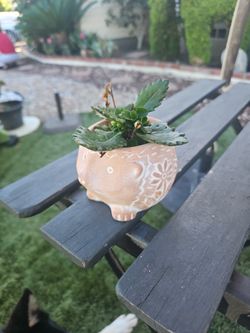 Florist Kalanchoe In Terricotta Hedgehog Vase
