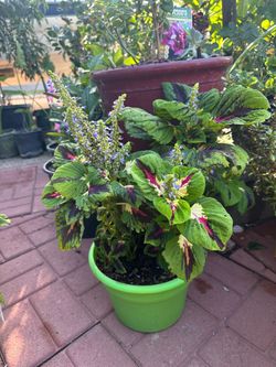 Potted plants