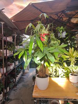 Money Tree