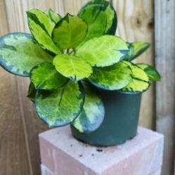Hoya australis ssp. tenuipes Lisa