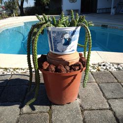Dragon Flower Succulent Hanging Basket $60 -Ship $14 