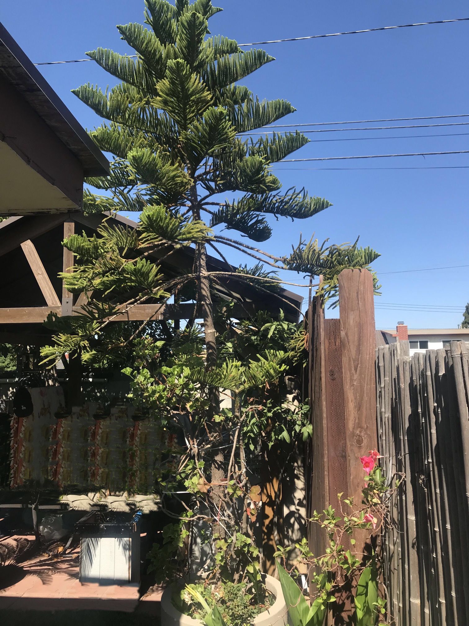 Pine Tree Without Flowerpot