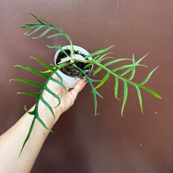 4” philodendron tortum