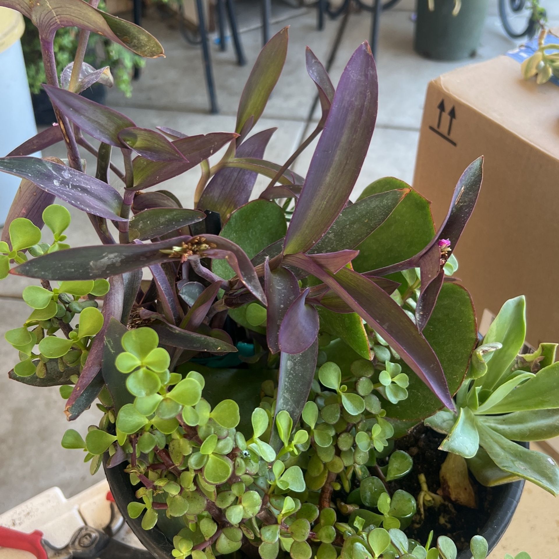 Succulents Plants