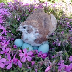 Celadon Quail Hatching Eggs