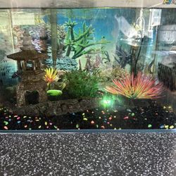 10 Gallon AquaJapan Fish Tank w/ FISH and everything else