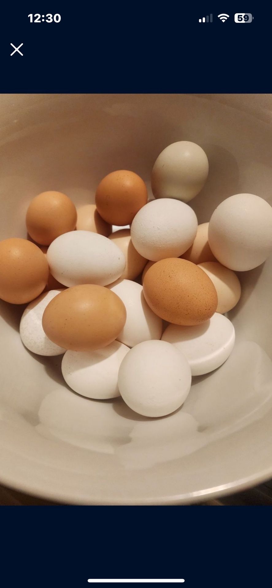 Chickens Eggs And Chicks