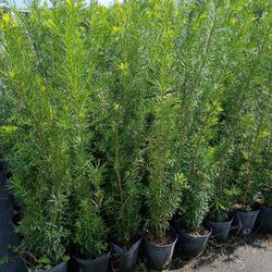 Huge Podocarpus Over 4 Feet Tall Instant Privacy Hedge For Fence