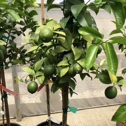 Meyer Lemon (limón Meyer)