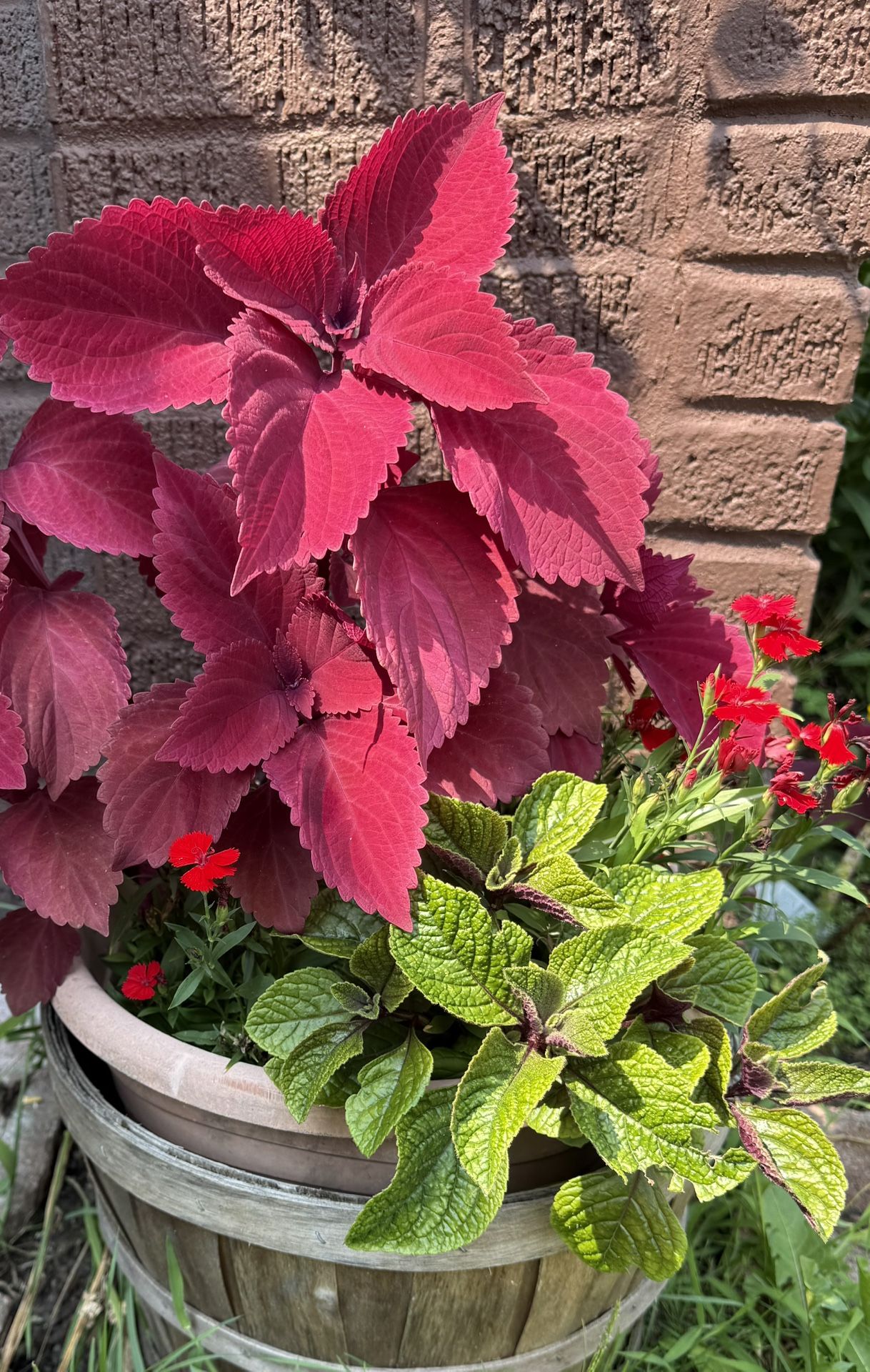 Coleus x2