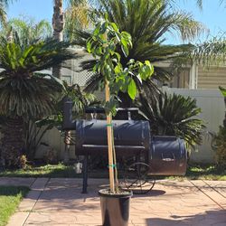 HASS  Avocado Self Pollinating  grafted