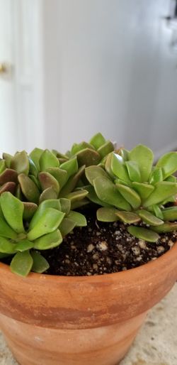 succulent plants