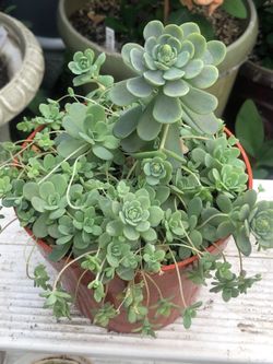 Suculenta