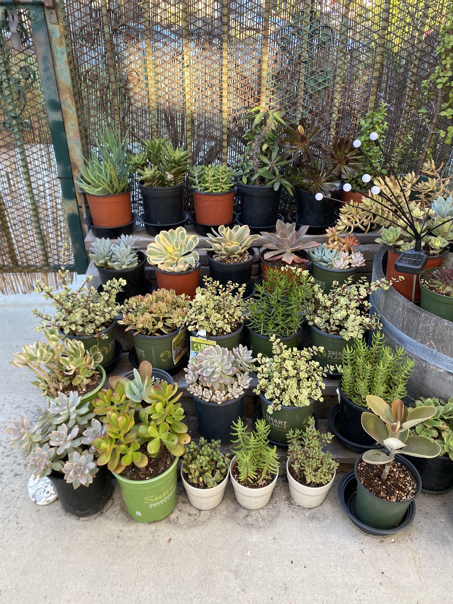 Various Succulents