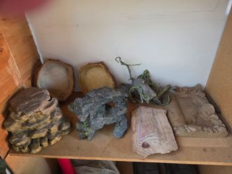Bearded dragon accessories