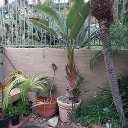 GIANT BIRD OF PARADISE & LARGE  POT  30"gal"