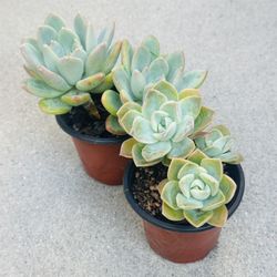 Succulents plants šŖ“