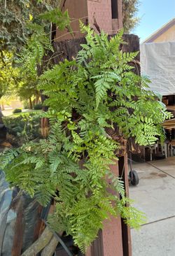 Rabbit-Foot-Fern🐰🦶🏼🌿