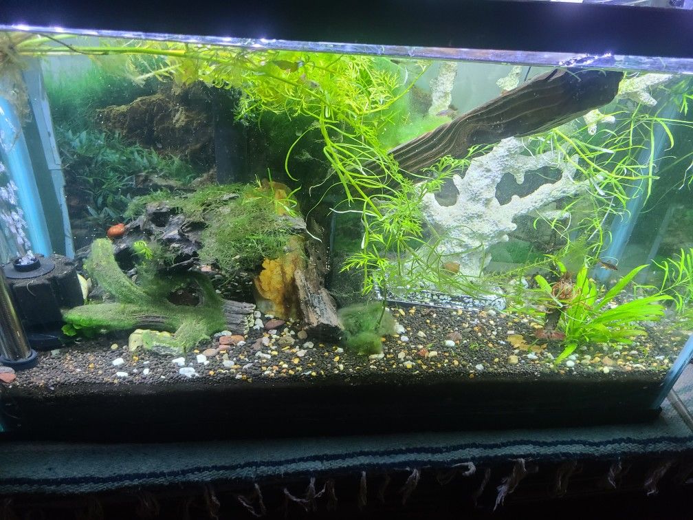 29 Gallon Freshwater Aquarium