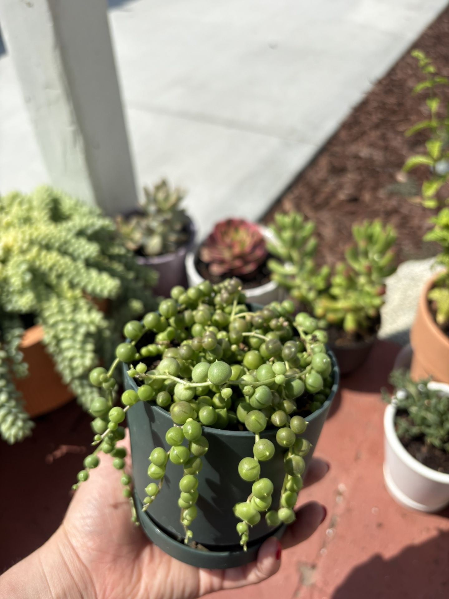 Succulents For Sale $ 5 Each Or 2 For $7