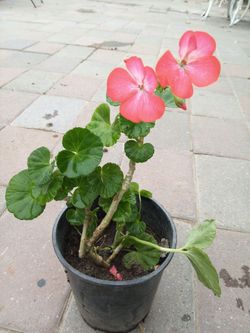 Malva